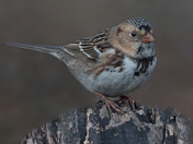Harris's sparrow 