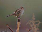 Female White-crowned sparrow 