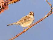 Female White-crowned sparrow 