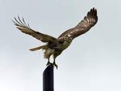 Juvenile Red-tailed Hawk.