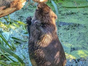 Beaver at work.