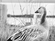 Snow Goose