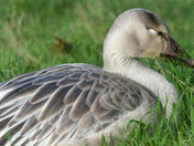 Snow Goose