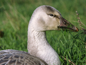 Snow Goose