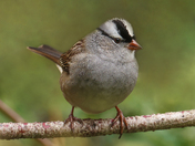 Male White-crowned sparrow 