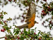 Robin picking 