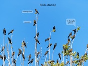 Birds meeting