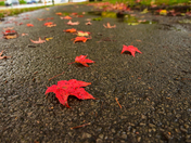 A true Canadian Road 