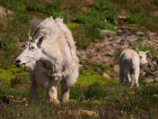 Glacier National Park