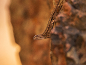 Pinnacles National Park