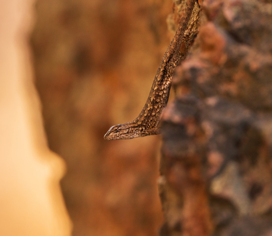 Pinnacles National Park