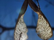 Intricate Maple Key in Sunlight 