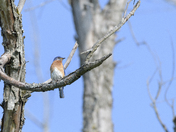 Eastern Bluebird