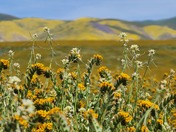 Carrizo Plains National Monument