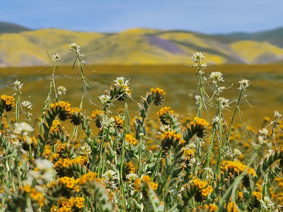Carrizo Plains National Monument