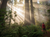 Redwoods National Park