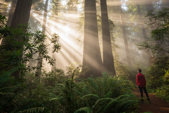 Redwoods National Park