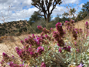 Joshua Tree National Park