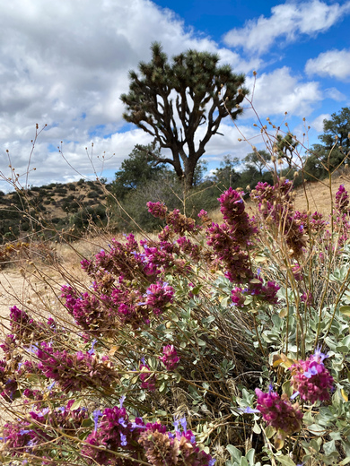 Joshua Tree National Park