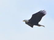 Making an appearance