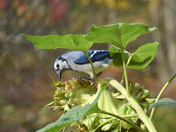 Sunflower snack