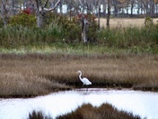Rachel Carson National Wildlife Rescue