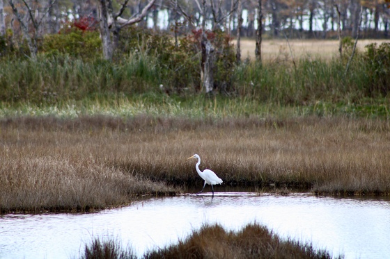 Rachel Carson National Wildlife Rescue