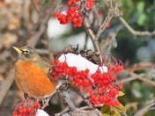 Winter Ahead