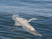 Gliding over the water...