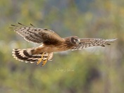 Immature Northern Harrier