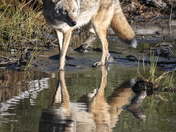 Lake Tahoe Basin Mgmt unit