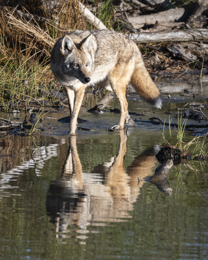 Lake Tahoe Basin Mgmt unit