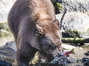 Lake Tahoe Basin Mgmt Unit