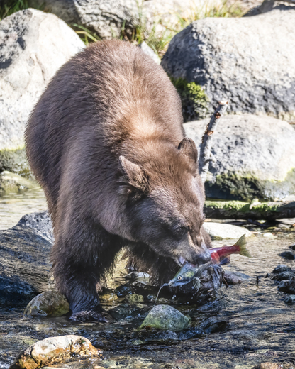 Lake Tahoe Basin Mgmt Unit