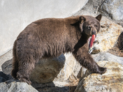 Lake Tahoe Basin Mgmt Unit