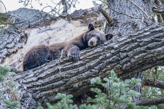 Lake Tahoe Basin Mgmt Unit
