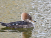 Female Hooded Merganser