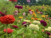 Wildflowers Farm