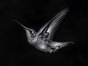 Ruby-throated hummingbird 
