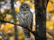 Barred Owl