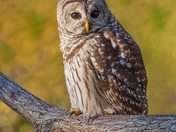 Barred owl 