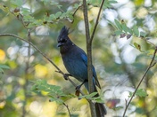 Steller's Jay