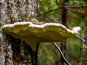 Isle Royale National Park
