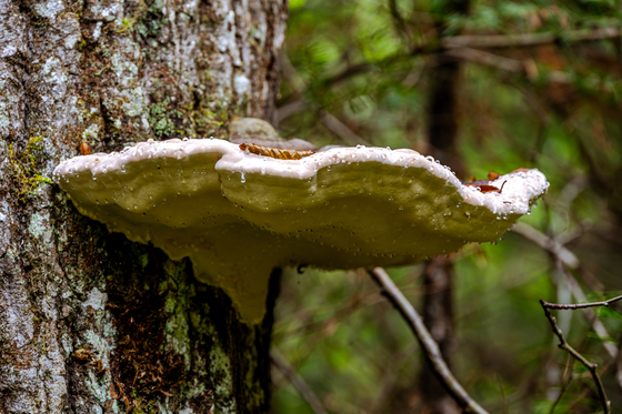 Isle Royale National Park