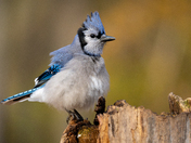 Fluffed Blue jay