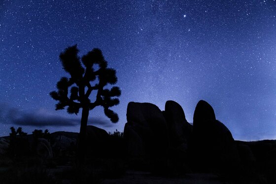 Joshua Tree National Park