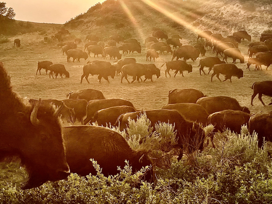 Theodore Roosevelt National Park