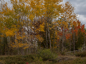 Fall Birch