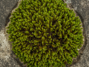 Circle of Moss