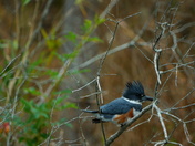 Pungo Unit